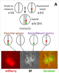Postdoc position open in genetics and evolution of meiotic recombination (3 years)