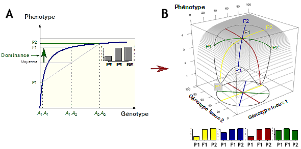 Relation génotype-phénotype et hérédité