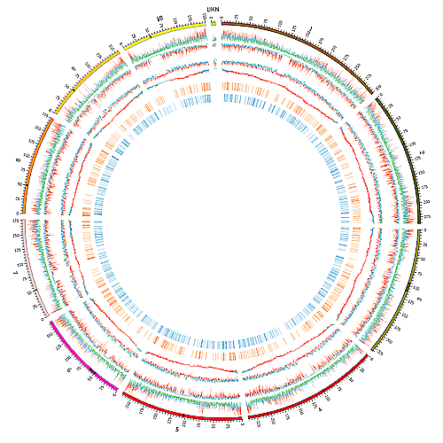 A circos representation of the maize genome landscape showing genes, transposable elements and various class of structural variation
