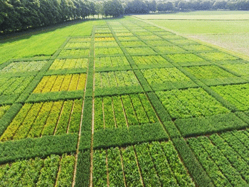 Photo aérienne de parcelles expérimentales de blé