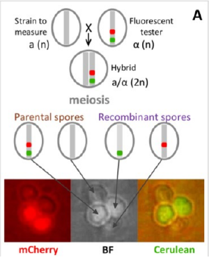 Postdoc position open in genetics and evolution of meiotic recombination (3 years)