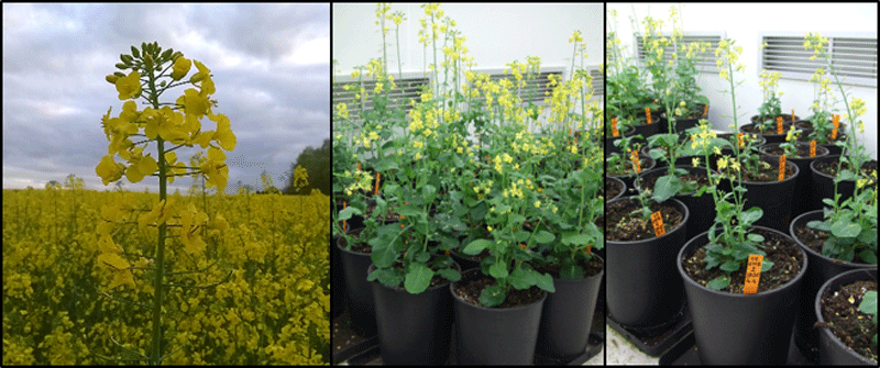 Figure 1. The evolutionary genomics of allopolyploidy in oilseed rape. To characterize the genomic changes triggered by allopolyploidy, we analyse newly synthesized Brassica napus lines at different generations. Pictures by K . Alix.