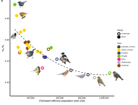 Island songbirds as windows into evolution in small populations