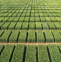 Evaluation et mise en œuvre de la sélection phénomique pour la sélection du blé tendre