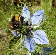 pétales de nigelle