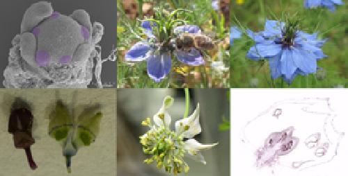 Génétique, Évolution et Écologie de la Morphologie Florale