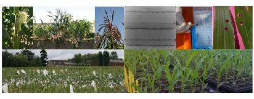 Quantitative Genetics and Plant Breeding Methodology