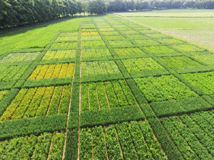 Le modèle écophysiologique WALTer reproduit l’effet de la compétition pour la lumière sur le tallage du blé cultivé en mélange de variétés