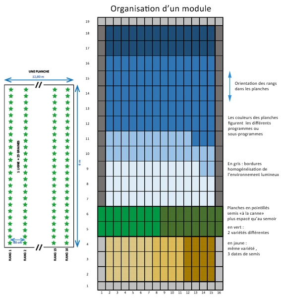 plan de semis
