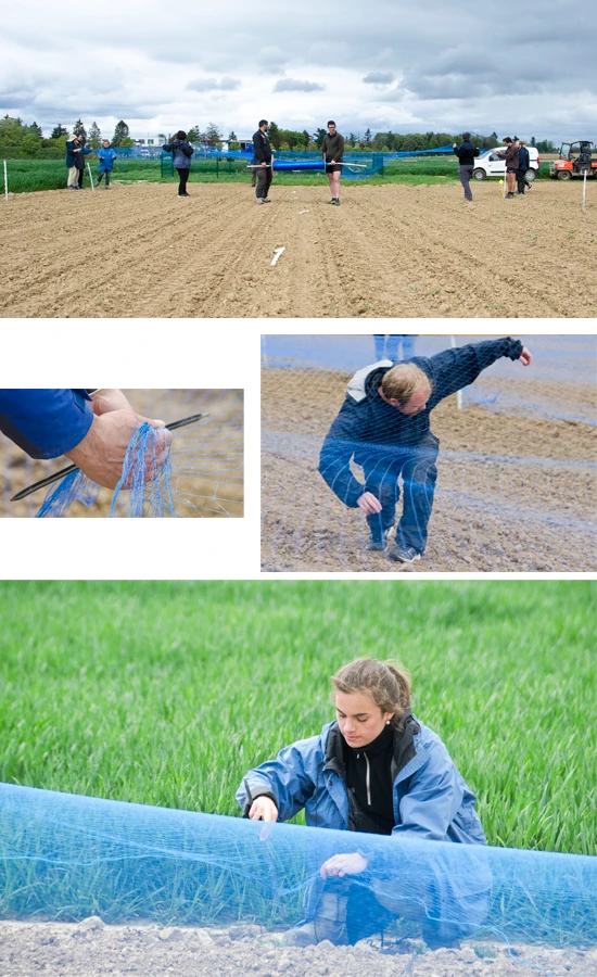 Photos de la pose des filets