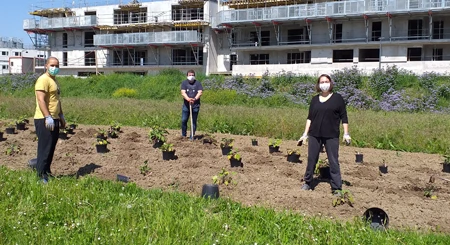 plantation de sauge sclarée, Didier Tropée et l'IPS2