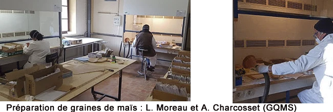 préparation des semis de maïs