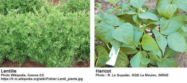 culture de lentille et haricot