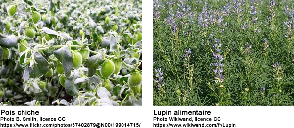 culture de pois chiche et lupin alimentaire