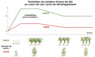 Figure 2 : évolution schématique du nombre d’axes (brin-maître et talles) du blé au cours de son développement en fonction de la compétition pour la lumière (adapté de schémas d’E. Blanc et M. Gawinowski)