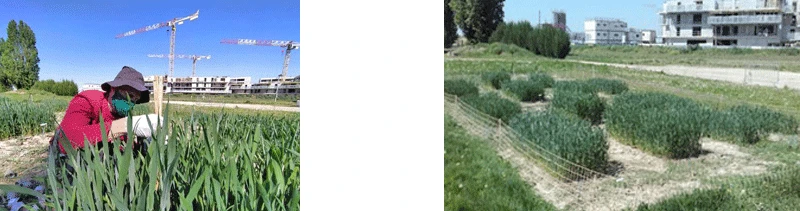 Figure 6 à gauche : mesures de hauteur mi-avril 2020 (Crédit : J. Enjalbert) - Figure 6 à droite : état de la parcelle mi-mai 2020 (Crédit : T. Flutre)