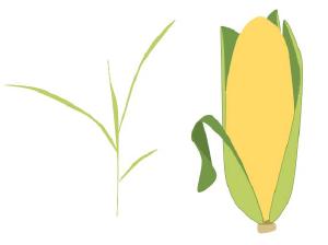 Caractérisation des acteurs moléculaires de la régulation tissu-spécifique chez le maïs par des approches de biologie des systèmes