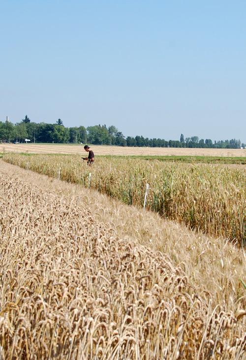 Poste de maître de conférence Paris-Saclay dans l'équipe DEAP : génétique des populations et modélisation des plantes cultivées pour l'agroécologie