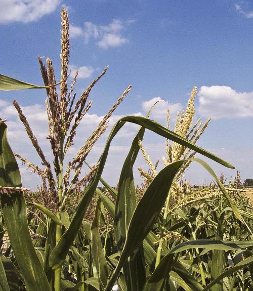 Visite Science et agriculture sur le plateau de Saclay, 18 juin