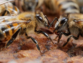 Photo d'abeilles se palpant