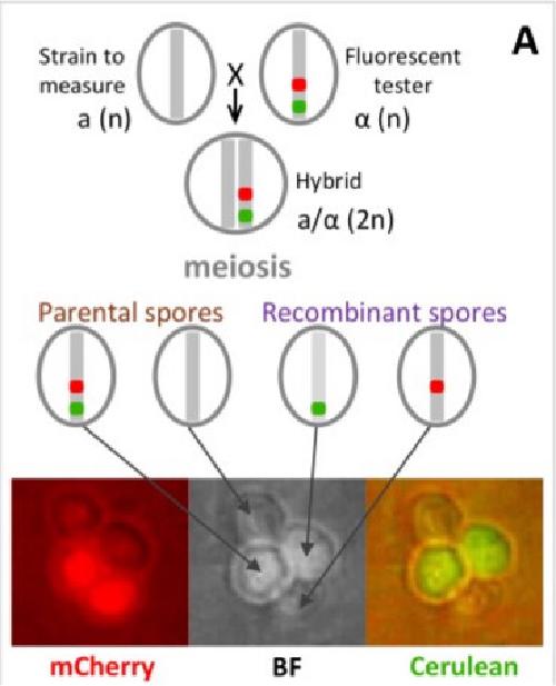 Postdoc position open in genetics and evolution of meiotic recombination (3 years)