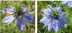 Origine indépendante des pétales chez les plantes à fleurs : conservation partielle des mécanismes génétiques