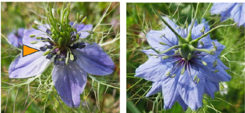 Origine indépendante des pétales chez les plantes à fleurs : conservation partielle des mécanismes génétiques