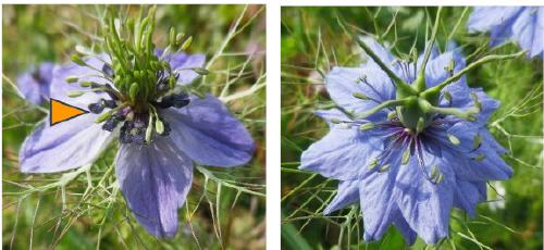 Origine indépendante des pétales chez les plantes à fleurs : conservation partielle des mécanismes génétiques