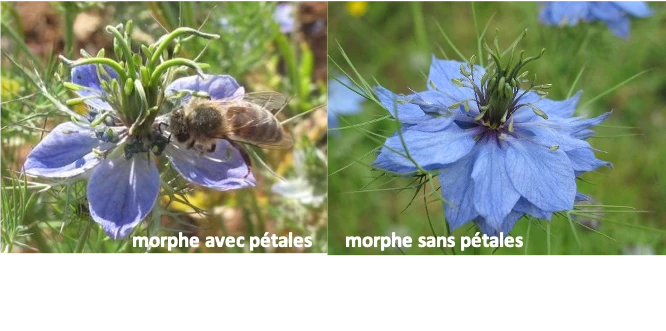 Nigelle