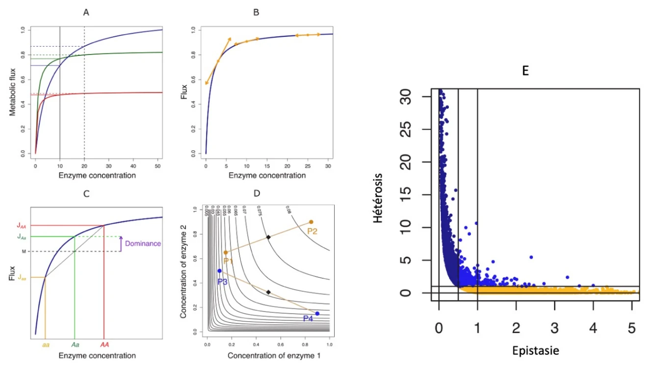 Genetic consequences of the non-linearitu of the genotype-phenotype relationship. A. Epistasis. B. Variation of the control coefficient as a function of the enzyme concentration. C. Dominance of the most active allele. D. Heterosis. E. Relation between heterosis and epistasis.