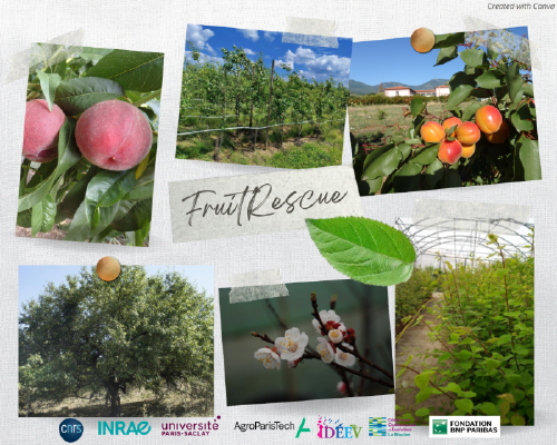 A la rescousse des fruitiers avec le projet Fruitrescue