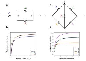 In biology, the law of diminishing returns also exists