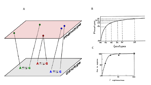 Une petite histoire du phénotype et de sa relation avec le génotype