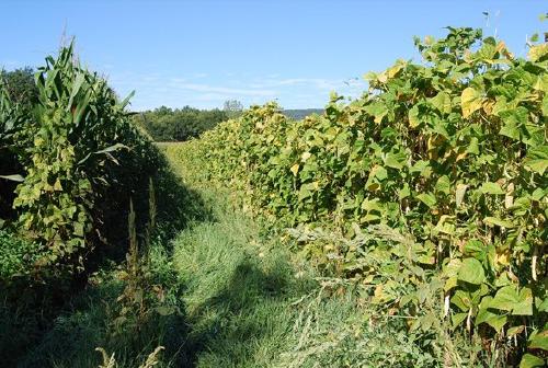 Revival of traditional agricultural systems – A multidisciplinary on-farm survey of maize-bean intercropping reveals unexpected competition effects on beans