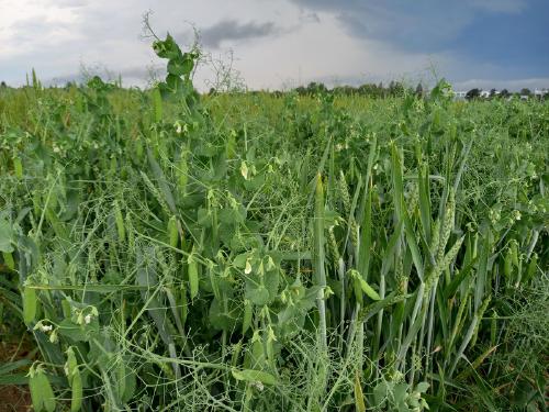 Transition agroécologique : bienvenue au trieur optique !