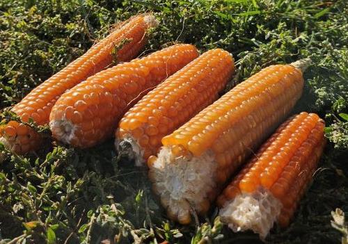 Récolte de maïs Polenta