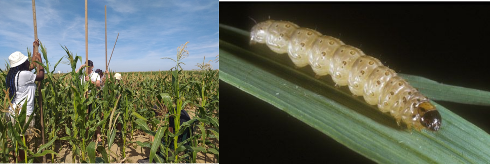 Mesures de hauteur sur des plants de maïs