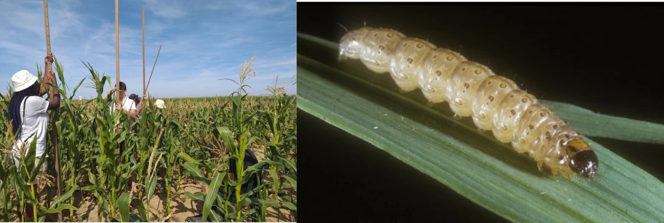 Mesures de hauteur sur des plants de maïs