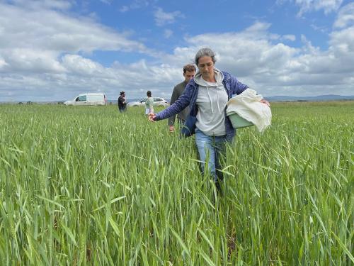 Chercheurs et agriculteurs s’allient pour inventer un blé plus résistant aux aléas climatiques