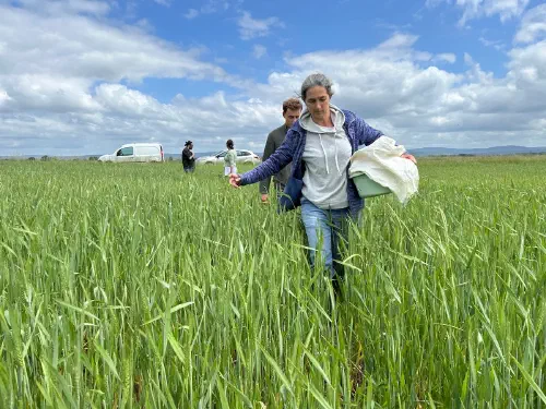 Chercheurs et agriculteurs s’allient pour inventer un blé plus résistant aux aléas climatiques