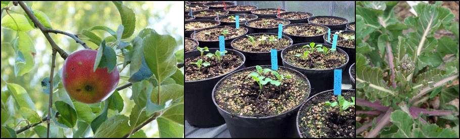 Figure 2. We analyse the contribution of TEs in modeling the genome of apple tree during domestication and adaptation. To help in exploiting genetic resources for plant breeding, we study the genomic determinants of the genetic barriers between crops and their wild relatives, using cabbage as one of the fourteen systems under survey. Pictures by K . Alix.