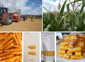 La polenta Marano de Saclay