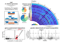 Genetic and environmental modulation of the epigenetic control of transposition shapes the evolutionary potential of Arabidopsis thaliana