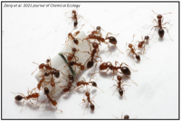 Radiation and hybridization underpin the spread of the fire ant social supergene